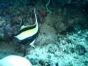 fiji2005_061.JPG