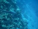 fiji2005_066.JPG