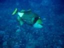 fiji2005_072.JPG