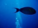 fiji2005_074.JPG