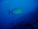 fiji2005_076.JPG