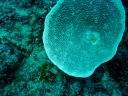 fiji2005_077.JPG