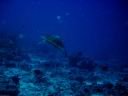 fiji2005_078.JPG