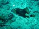 fiji2005_081.JPG