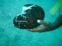 fiji2005_084.JPG