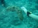 fiji2005_086.JPG