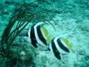 fiji2005_087.JPG