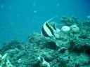 fiji2005_088.JPG