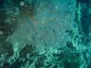 fiji2005_089.JPG