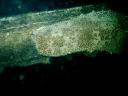 fiji2005_158.JPG