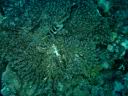 fiji2005_169.JPG
