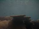 fiji2005_177.JPG