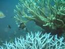 fiji2005_179.JPG