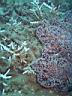 fiji2005_180.JPG