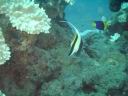 fiji2005_182.JPG