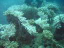 fiji2005_183.JPG