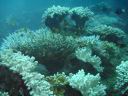 fiji2005_184.JPG
