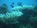 fiji2005_186.JPG