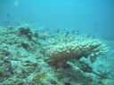 fiji2005_194.JPG