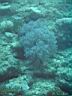 fiji2005_195.JPG