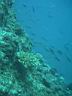 fiji2005_196.JPG