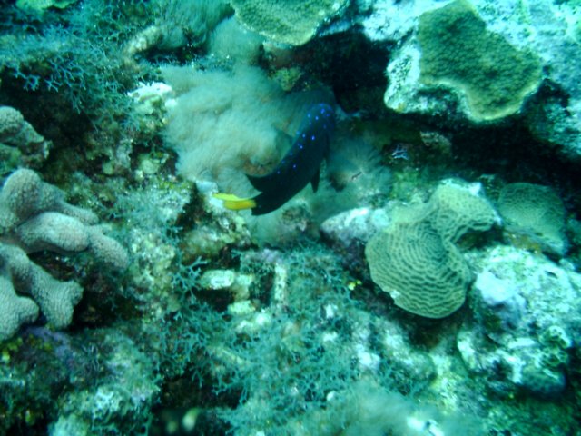 sea007.jpg