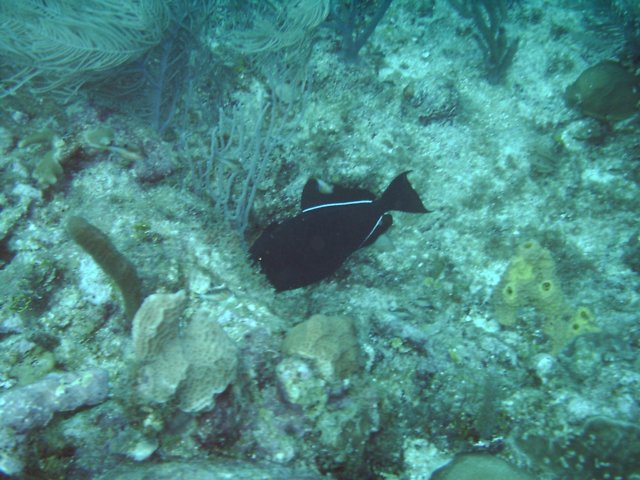 sea030.jpg