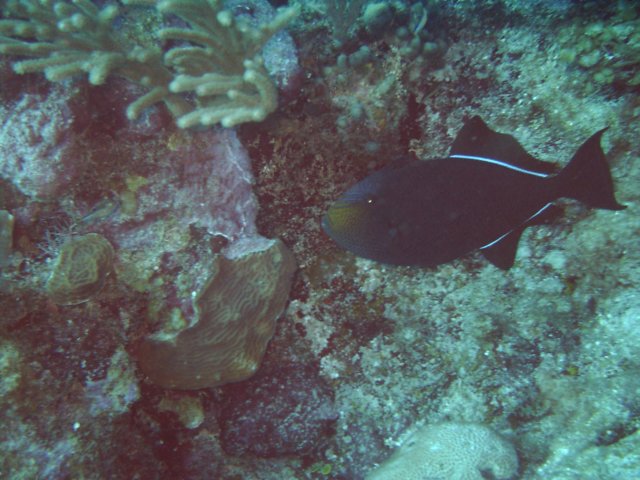 sea032.jpg
