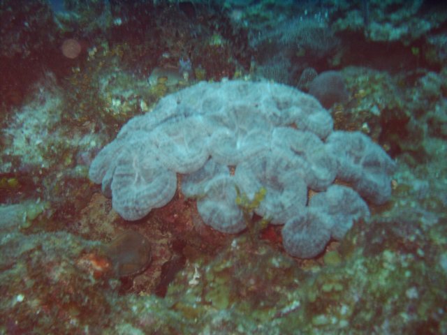 sea034.jpg