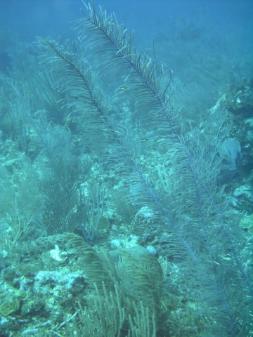 sea037.jpg