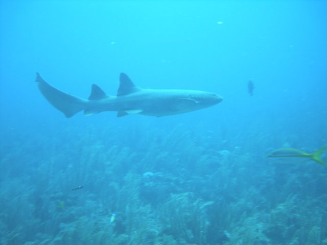 sea047.jpg