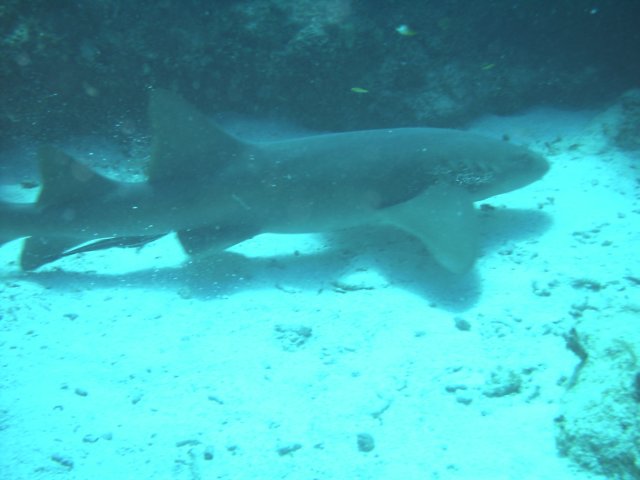 sea056.jpg