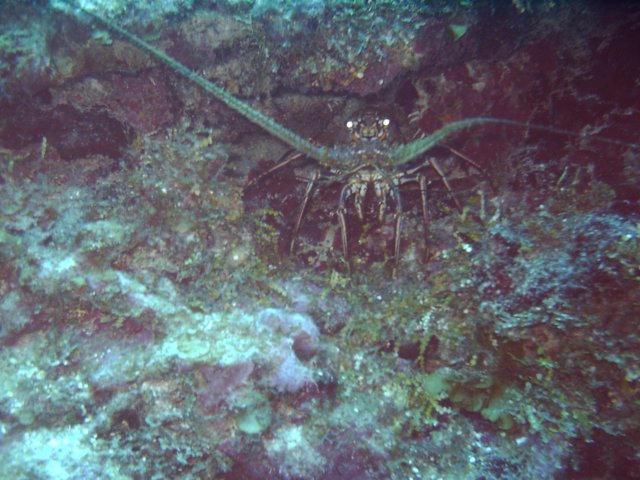 sea070.jpg