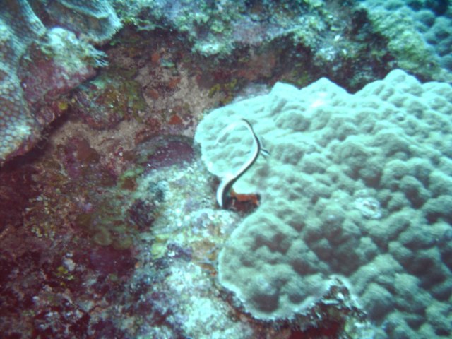 sea073.jpg