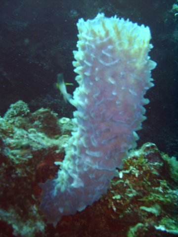 sea076.jpg