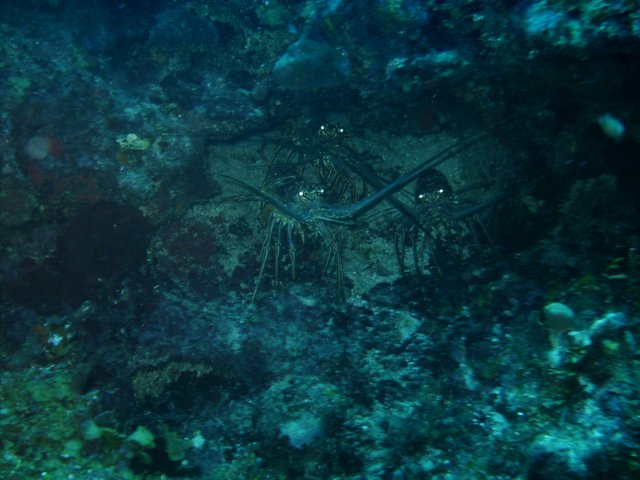 sea105.jpg