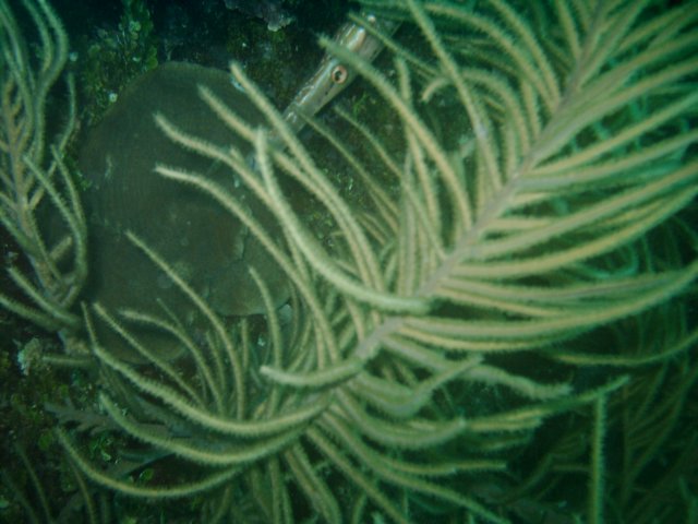 sea109.jpg