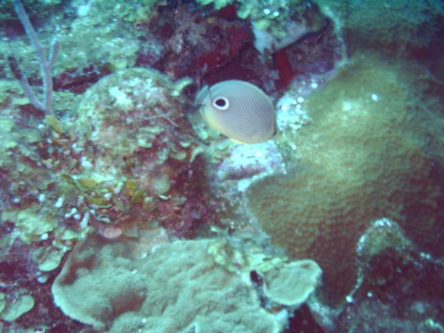 sea119.jpg