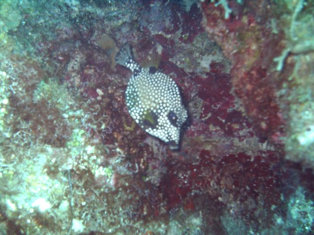 sea127.jpg