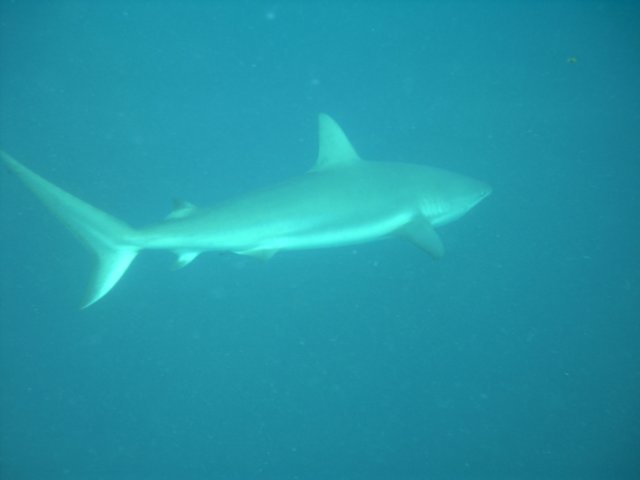 sea134.jpg