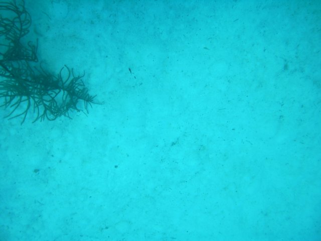 sea147.jpg