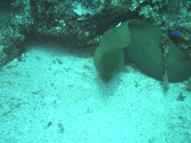 sea151.jpg