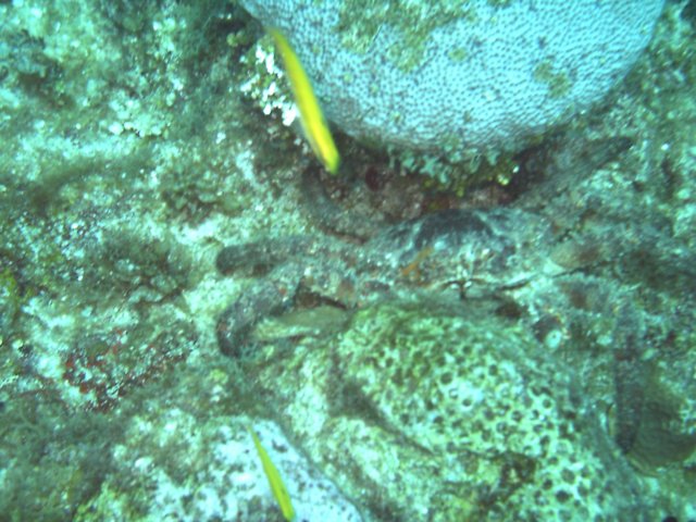 sea152.jpg