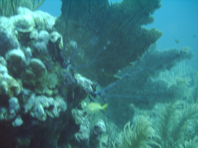 sea157.jpg