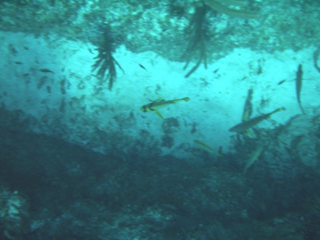sea165.jpg