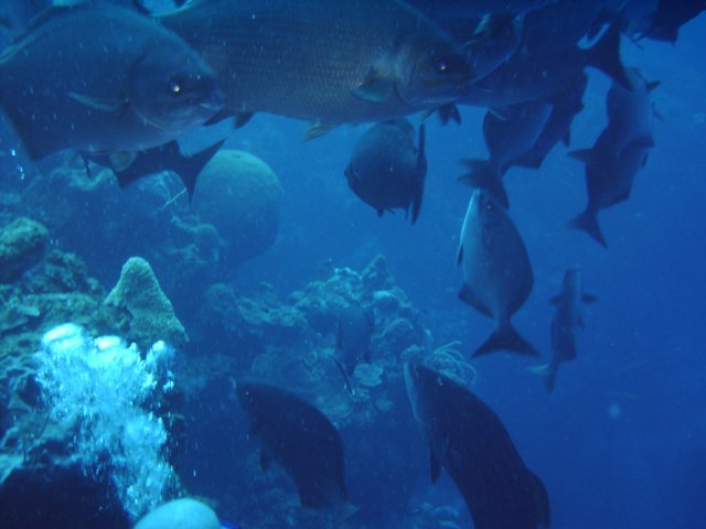 sea169.jpg