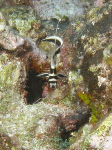 diveshop10.jpg