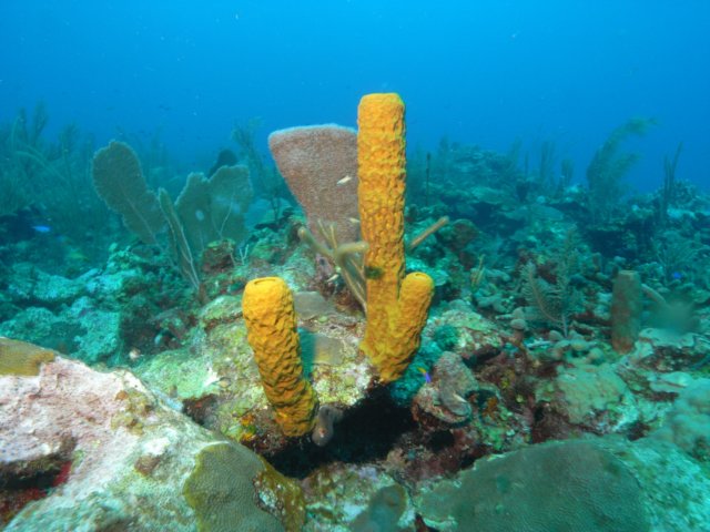 diveshop11.jpg