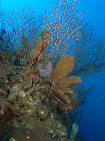 diveshop20.jpg