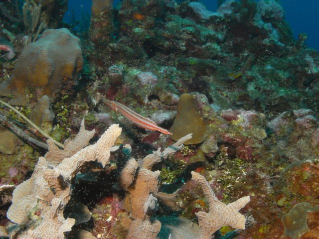 diveshop31.jpg